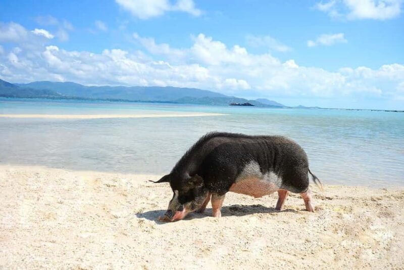 Pig Island(Koh Mudsum) and Koh Tan Half Day Snorkeling Tour - FAQs