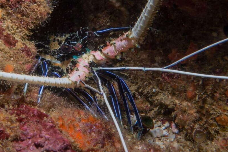 Pigeon Island Snorkeling Tour from Uppuveli Beach - Why this Tour is Worth It