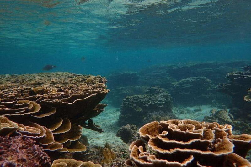 Pigeon Island Snorkeling Tour from Uppuveli Beach - Final Thoughts