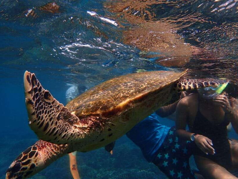 Pigeon Island Snorkeling Tour from Uppuveli Beach - Who Should Do This Tour?