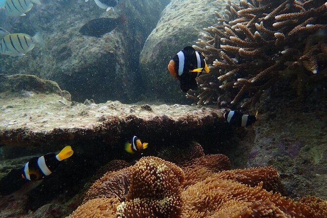 Pigeon Island Snorkeling Tour From Uppuveli Beach - Additional Considerations