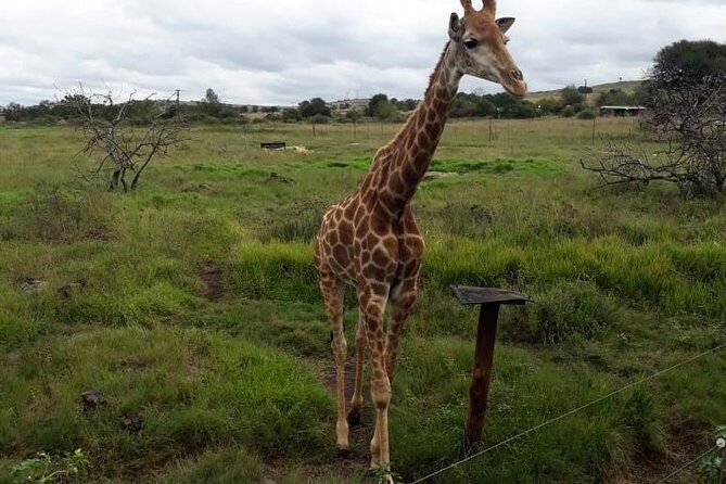 Pilanesberg and Sun City Tour - What Travelers Are Saying