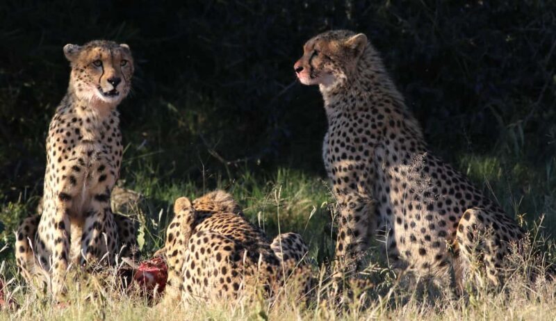 Pilanesberg Big 5 Game Safari: TRANSFER & ENTRANCE INCLUDED - Key Points