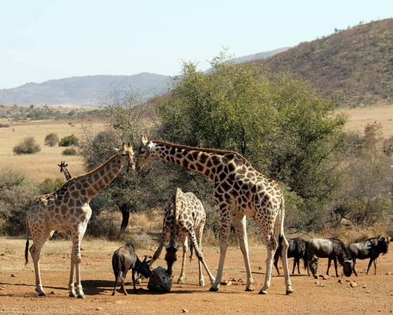 Pilanesberg Big 5 Game Safari: TRANSFER & ENTRANCE INCLUDED - Who Should Consider This Tour?