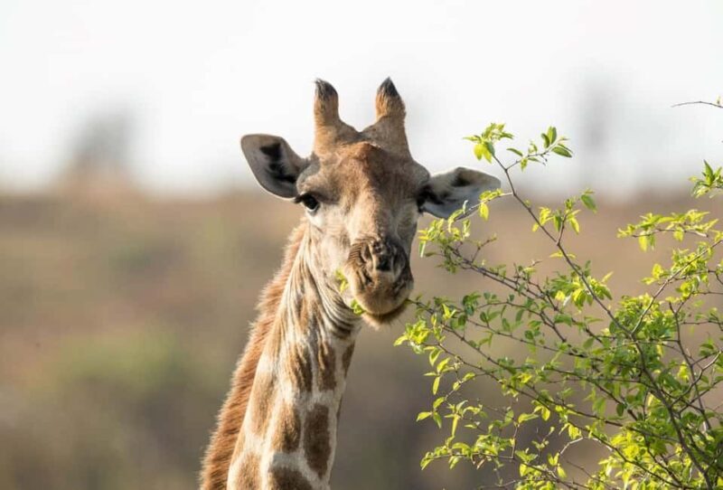Pilanesberg Big 5 Game Safari: TRANSFER & ENTRANCE INCLUDED - Practical Details