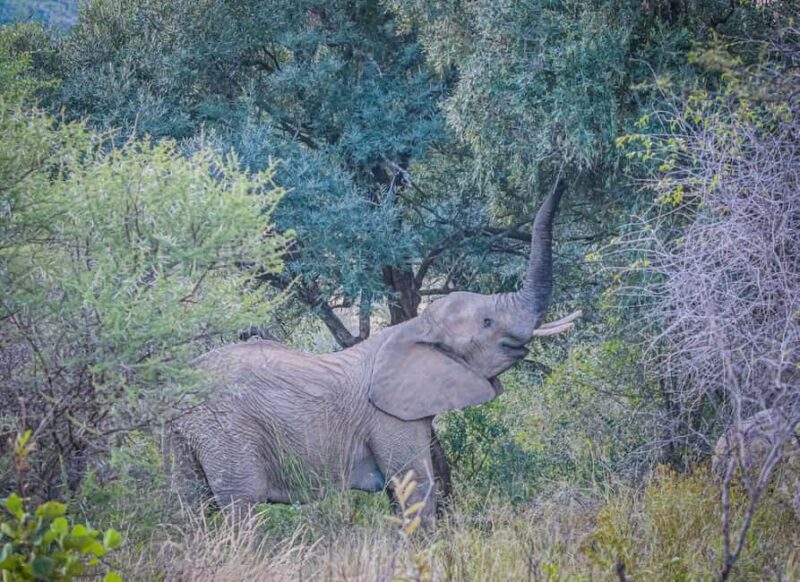 Pilanesberg Big 5 Game Safari: TRANSFER & ENTRANCE INCLUDED - The Sum Up