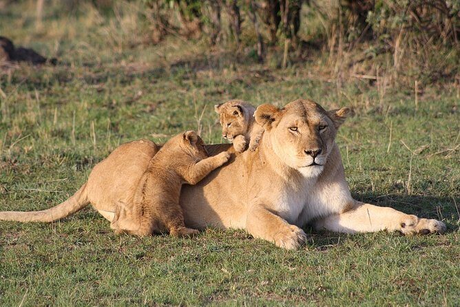 Pilanesberg BIG 5 Safari Experience - Key Points