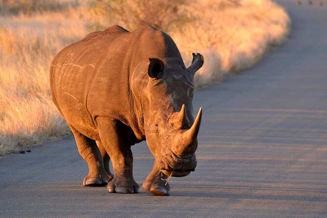 Pilanesberg BIG 5 Safari Experience - The Sum Up