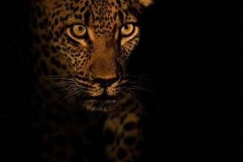Pilanesberg : Evening Night Safari Drive - An In-Depth Look at the Night Safari Experience