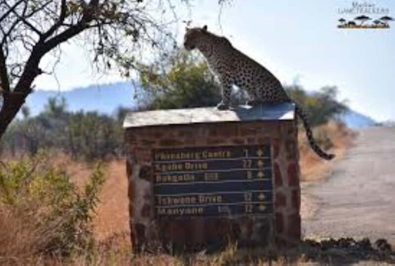 Pilanesberg : Evening Night Safari Drive - FAQs