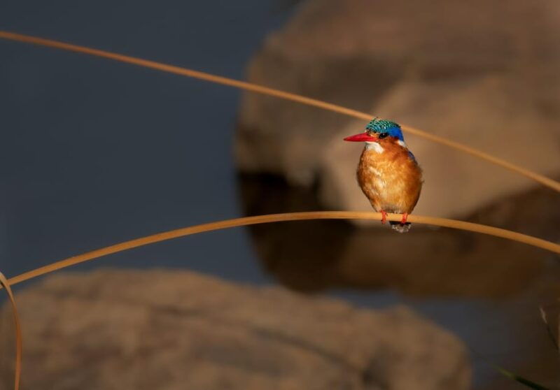 pilanesberg-explorer-day-tour