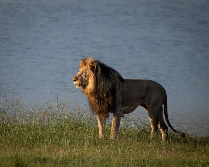 pilanesberg-explorer-day-tour