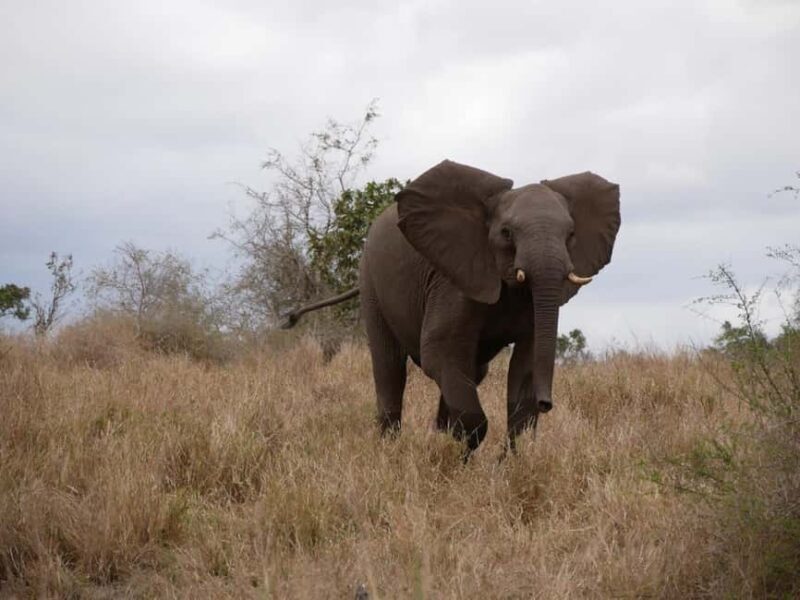 Pilanesberg full day game drive departing from Johannesburg - A Deep Dive into the Experience