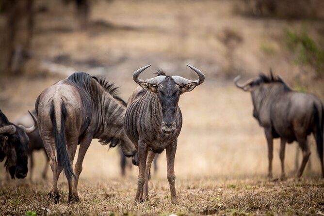 Pilanesberg Full Day Safari - An In-Depth Look at the Pilanesberg Full Day Safari