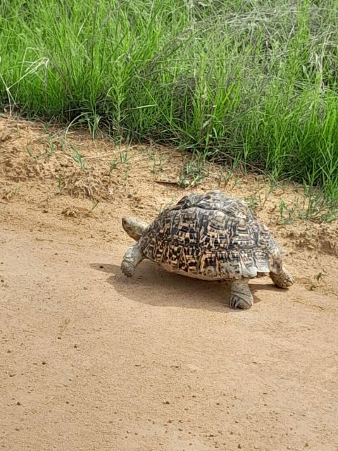 Pilanesberg Full Day Safari from Johannesburg - Key Points