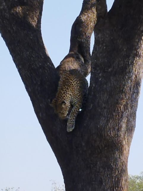 Pilanesberg Full Day Safari from Johannesburg - A Closer Look at the Safari Experience
