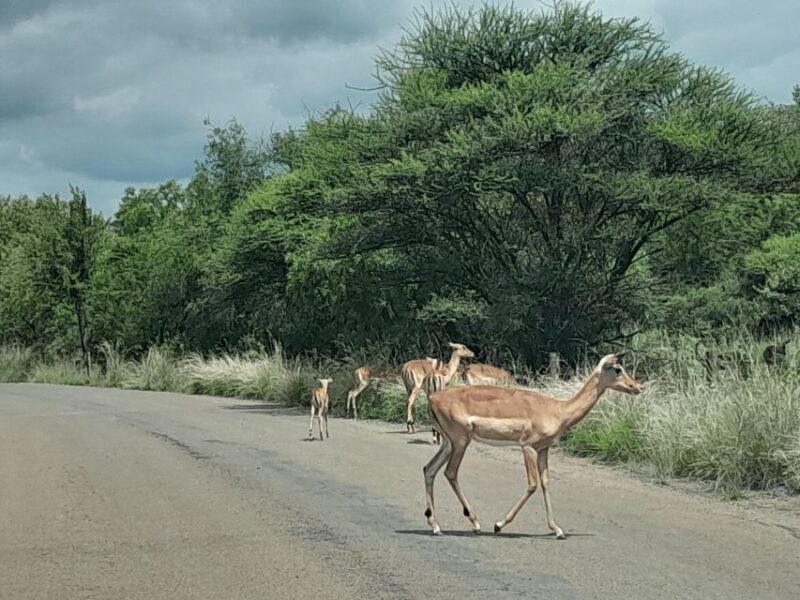 Pilanesberg Full Day Safari from Johannesburg - The Sum Up