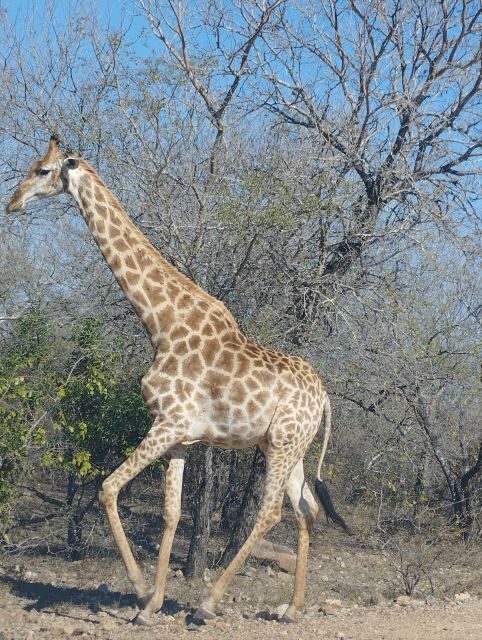 Pilanesberg Full Day Safari from Johannesburg - FAQ