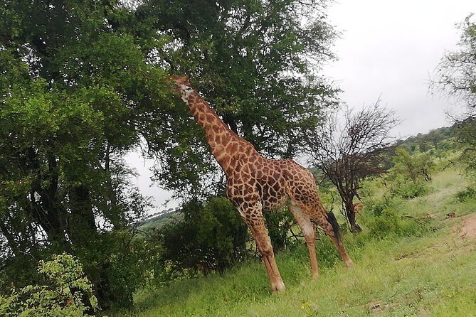 Pilanesberg full day safari private - An In-Depth Look at the Safari Experience