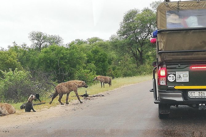 Pilanesberg full day safari private - Analyzing the Value