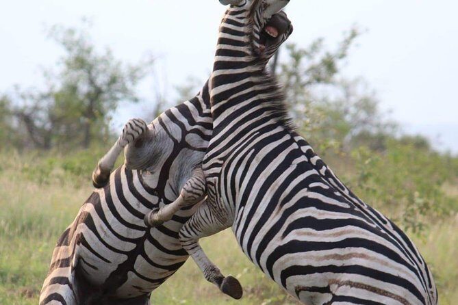 Pilanesberg full day safari private - Practical Tips for Your Safari