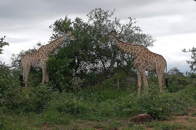 Pilanesberg full day safari private - Frequently Asked Questions