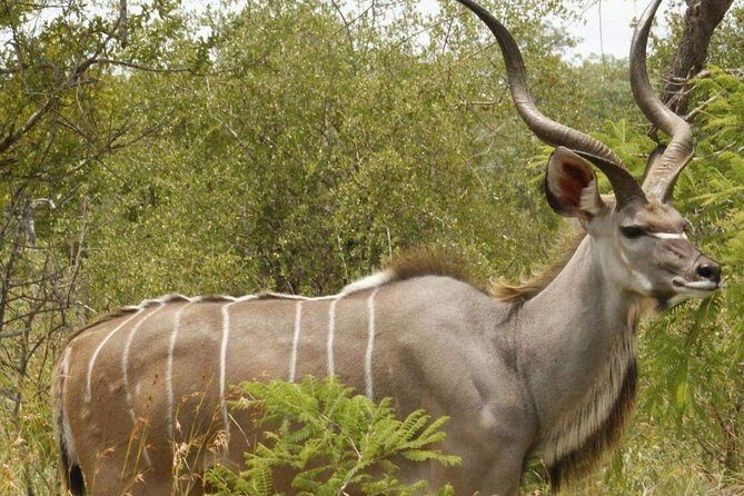 Pilanesberg full day safari private - Final Thoughts