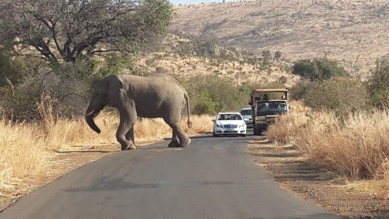 Pilanesberg Full-Day Shared Safari with Sun City Visit - An In-Depth Look at the Tour