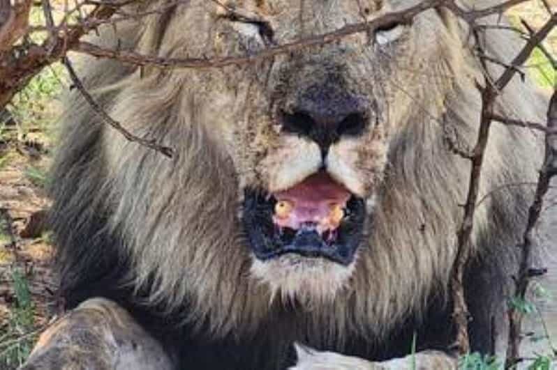 Pilanesberg : Game Drive with Lunch - Bakubung Gate - Who Would Enjoy This Tour?
