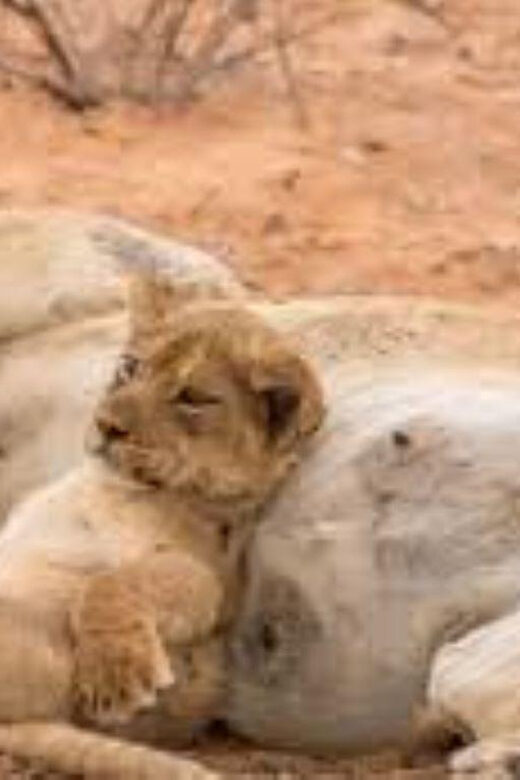 Pilanesberg : Game Drive with Lunch - Bakubung Gate - Final Thoughts