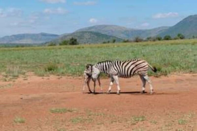 Pilanesberg : Game Drive with Lunch - Manyane Gate - Key Points  