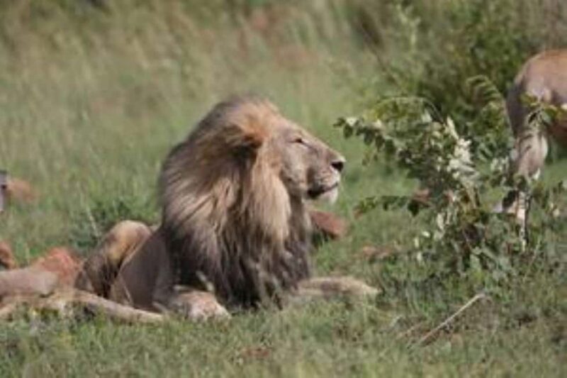 Pilanesberg : Game Drive with Lunch - Manyane Gate - An In-Depth Look at Pilanesberg’s Game Drive and Lunch Tour  