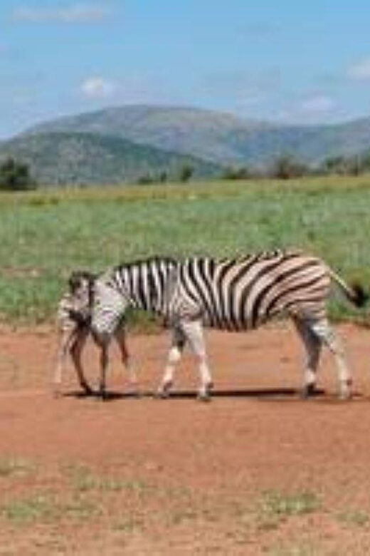 Pilanesberg : Game Drive with Lunch - Manyane Gate - Practicalities and Tips for a Smooth Experience  