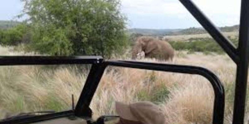 Pilanesberg : Game Drive with Lunch - Manyane Gate - Who Should Consider This Tour?  