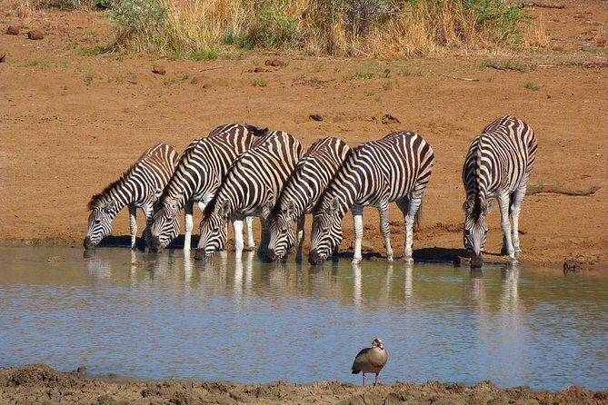 Pilanesberg Game Reserve 6 Hour Sunrise Safari from Johannesburg or Pretoria - Key Points