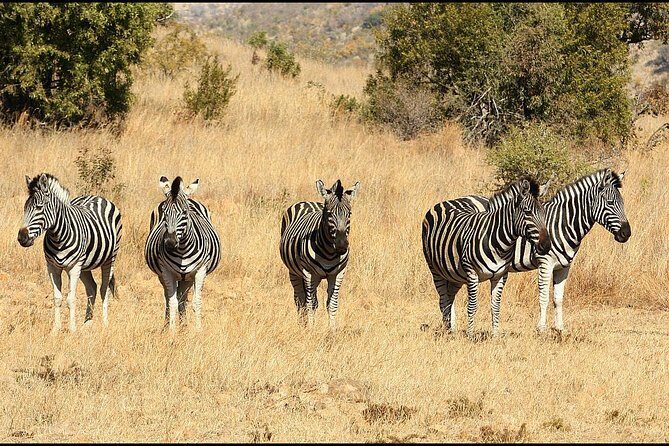 Pilanesberg Game Reserve 6 Hour Sunrise Safari from Johannesburg or Pretoria - Who Is This Tour Best For?