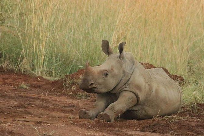 Pilanesberg Game Reserve 6 Hour Sunrise Safari from Johannesburg or Pretoria - Frequently Asked Questions