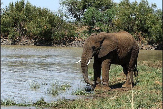 Pilanesberg Game Reserve 6 Hour Sunrise Safari from Johannesburg or Pretoria - Final Thoughts