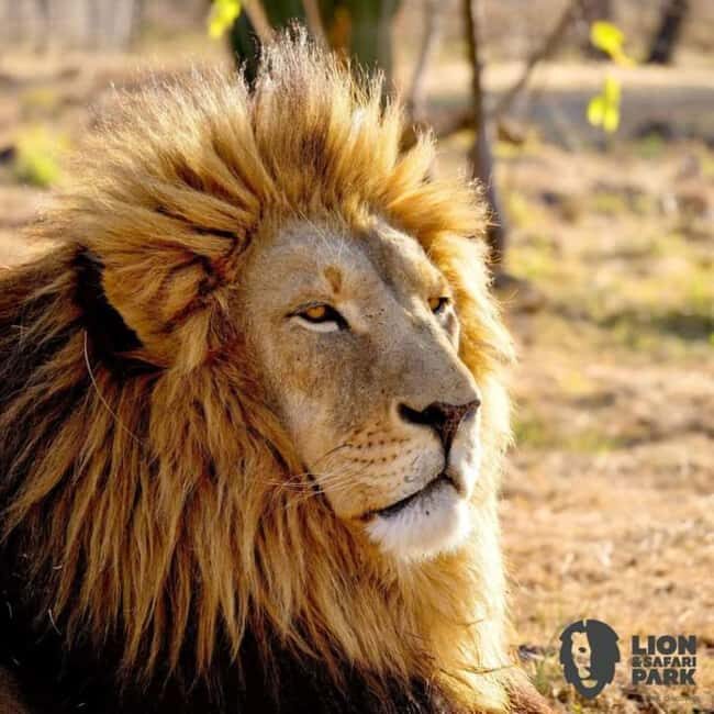 Pilanesberg Game Reserve Full Day Safari - The Experience in Detail