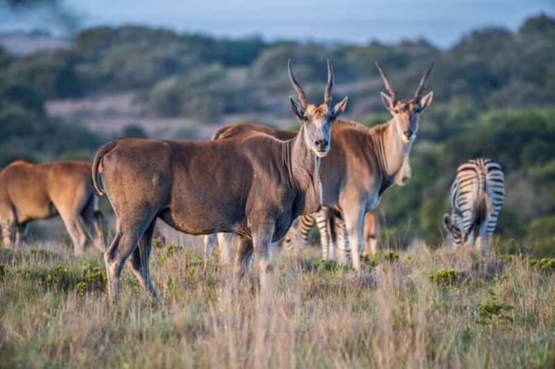 Pilanesberg Game Reserve Full Day Safari - Practical Tips for Travelers