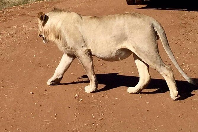 Pilanesberg Game Reserve Guided Day Tour from Johannesburg or Pretoria - What to Expect From the Tour