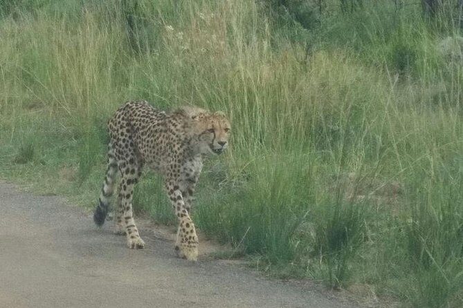 Pilanesberg Game Reserve Guided Day Tour from Johannesburg or Pretoria - Who Is This Tour Best For?
