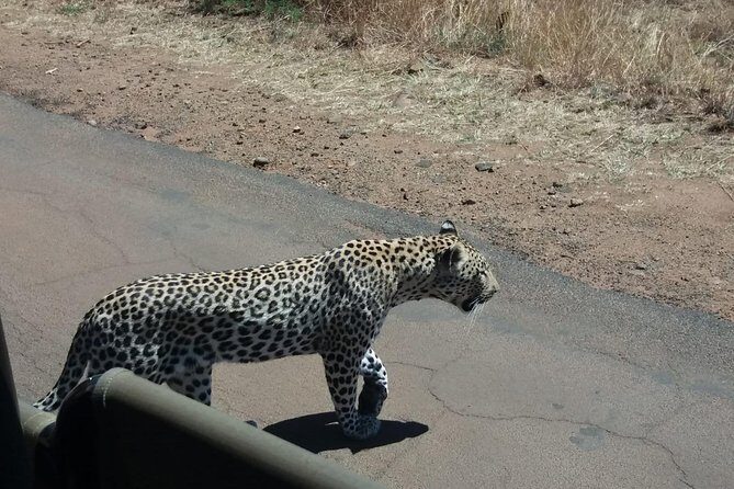 Pilanesberg Game Reserve Guided Day Tour from Johannesburg or Pretoria - Practical Tips for Your Safari Day