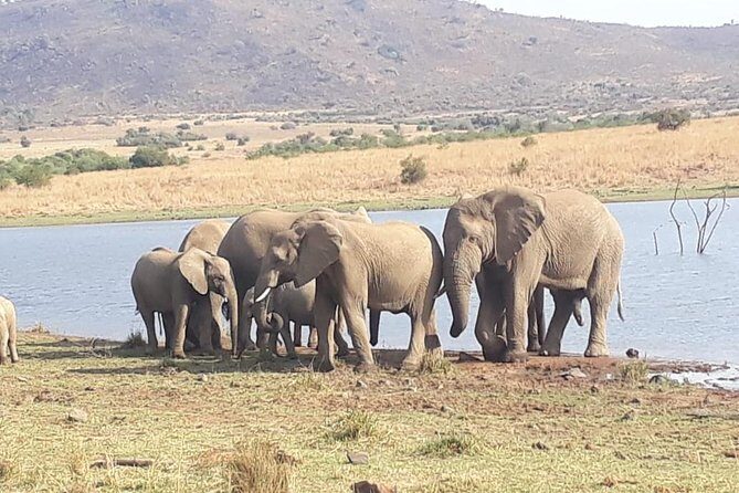 Pilanesberg Game Reserve Guided Day Tour from Johannesburg or Pretoria - FAQ