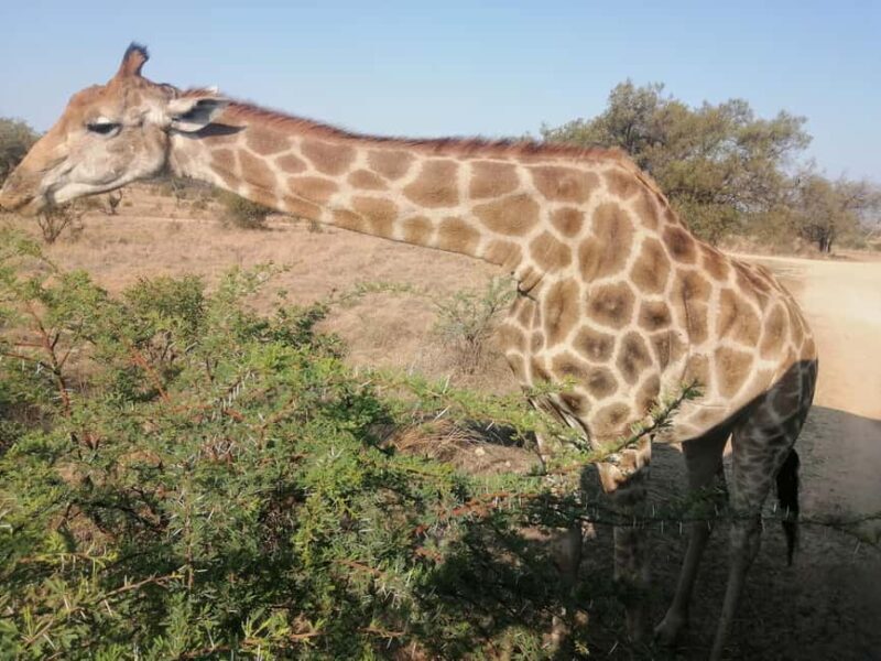 Pilanesberg Game reserve safari with pickup in Johannesburg - Key Points