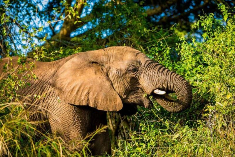 Pilanesberg Game reserve safari with pickup in Johannesburg - Practical Tips for Making the Most of Your Safari