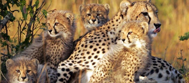 Pilanesberg Game reserve safari with pickup in Johannesburg - Who Will Love This Tour?