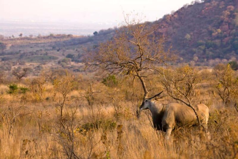 Pilanesberg Game reserve safari with pickup in Johannesburg - Final Thoughts