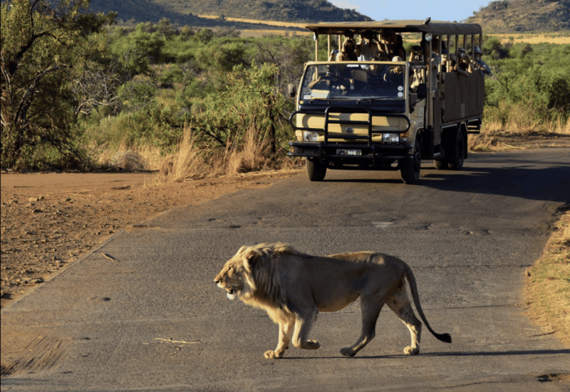 pilanesberg-national-park-6h-game-drive-with-lunch