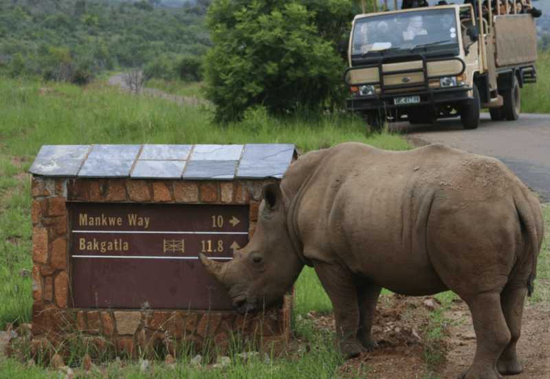 pilanesberg-national-park-6h-game-drive-with-lunch